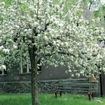 Malus 'Evereste'