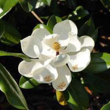 Magnolia grandiflora 'Galissonniere'