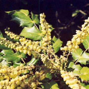 Mahonia japonica 'Hivernant'