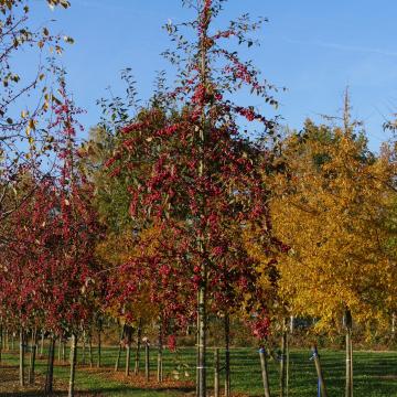 Malus 'Red Sentinel'