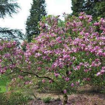 Magnolia soulangeana
