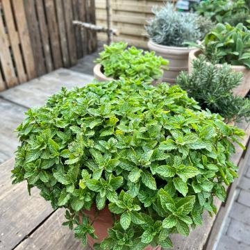 Mentha spicata