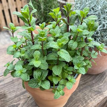 Mentha spicata 'Maroccan'