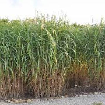 Miscanthus floridulus (x) giganteus