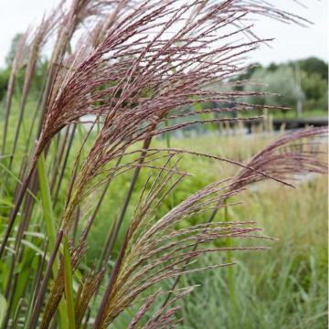 Miscanthus sinensis 'Ferner Osten' 