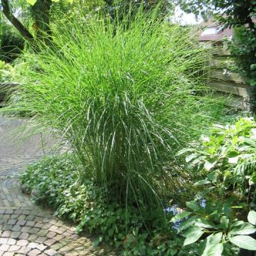 Miscanthus sinensis 'Gracillimus'