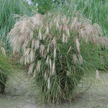 Miscanthus sinensis 'Kleine Fontäne'