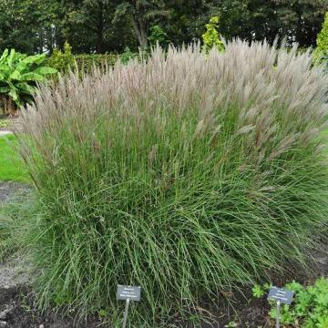 Miscanthus sinensis 'Kleine Silberspinne'