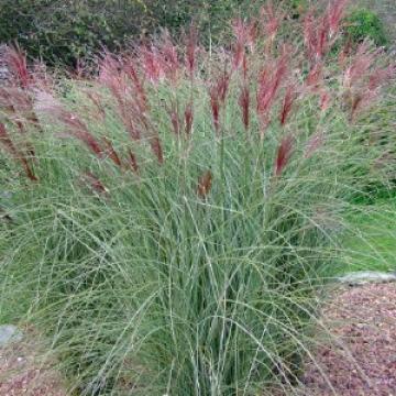 Miscanthus sinensis 'Morning Light'
