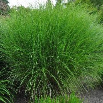 Miscanthus sinensis 'Punktchen'