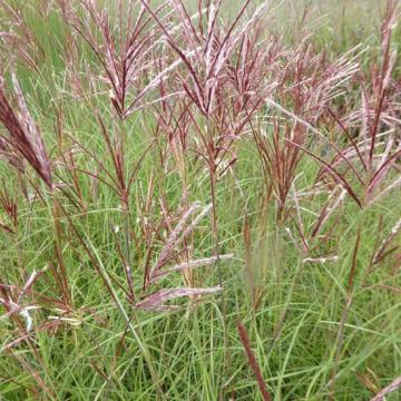 Miscanthus sinensis 'Red Chief'