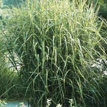 Miscanthus sinensis 'Strictus'