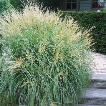 Miscanthus sinensis 'Yakushima Dwarf'