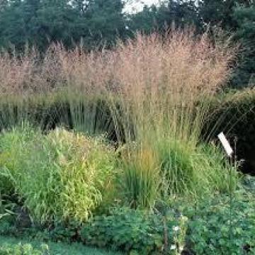Molinia arundinacea 'Karl Foerster'