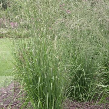 Molinia arundinacea 'Windspiel'