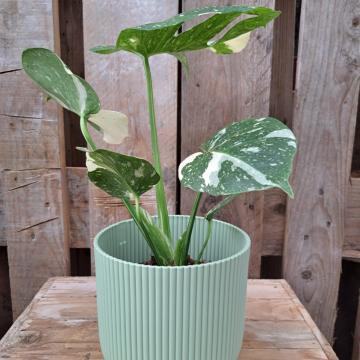 Monstera deliciosa 'Thai Constellation'
