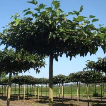 Morus platanifolia 'Fruitless'