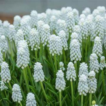 Muscari auch. 'White Magic'