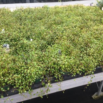 Muehlenbeckia axillaris (=complexa) 