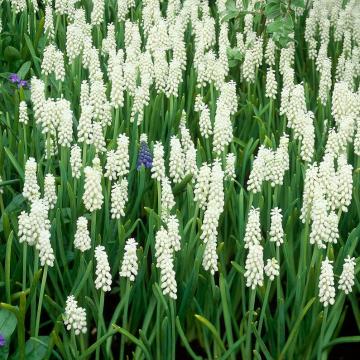 Muscari botyoides 'Album'