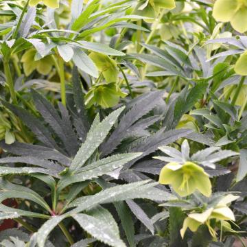Helleborus multifidus bocconei 'Castelliano'