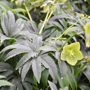 Helleborus multifidus bocconei 
