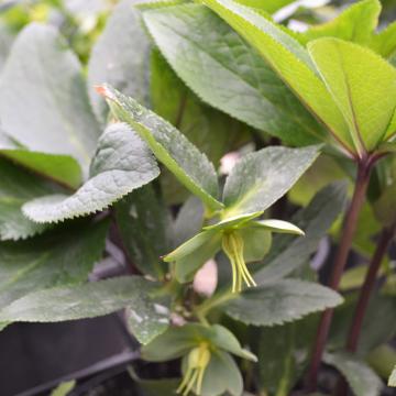Helleborus multifidus ssp. multifidus