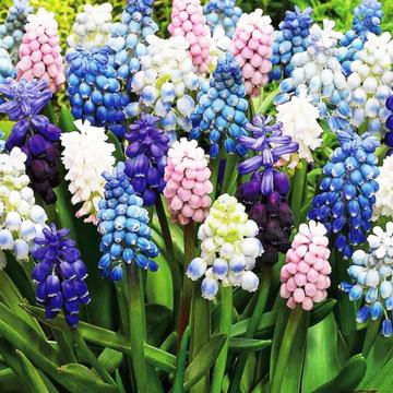 Muscari mix
