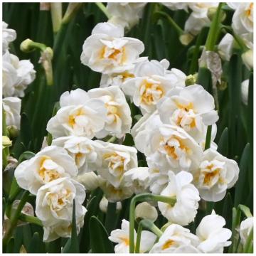 Narcis 'Bridal Crown'