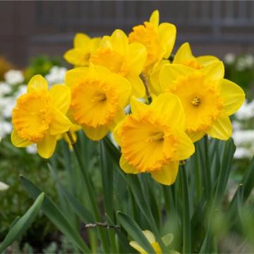 Narcis 'Carlton'