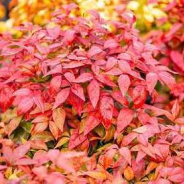 Nandina domestica 'Blush Pink'