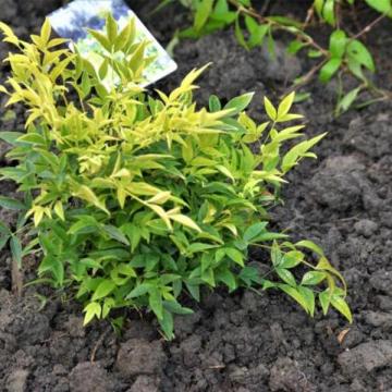 Nandina domestica 'Lemon Lime'
