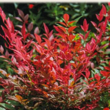 Nandina domestica 'Obsessed'®