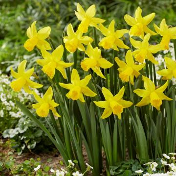 Narcis 'February Gold'