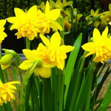 Narcis 'Tête Bouclé'