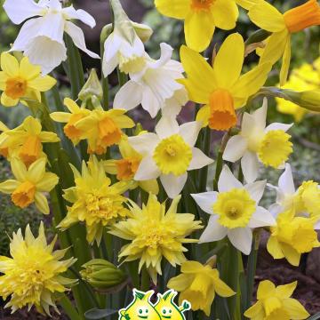 Narcis mix