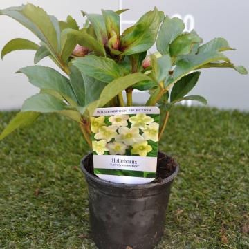Helleborus nigercors