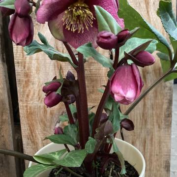 Helleborus 'Charmer'