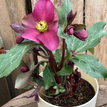 Helleborus 'Anna's Red'