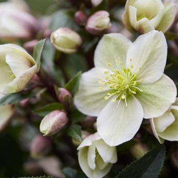Helleborus 'Candy Love' ®