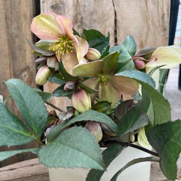 Helleborus 'Emma'®