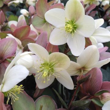 Helleborus ericsmithii 'Pink'