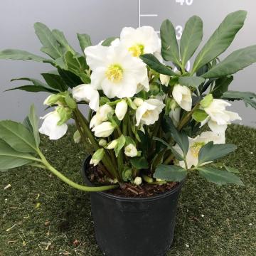Helleborus niger 'Cesar'