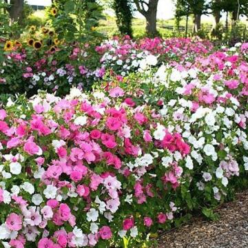 Beaucarnea recurvata