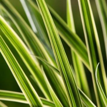 Prunus laurocerasus 'Genolia'