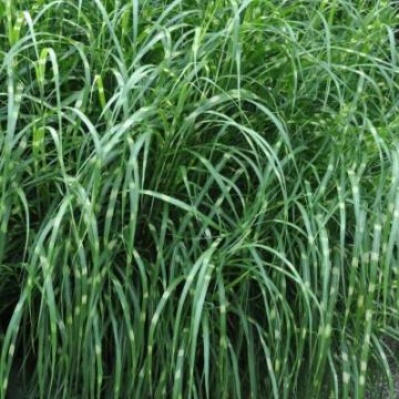 Zamioculcas zamiifolia