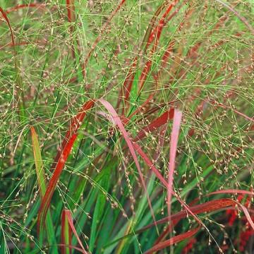 Panicum virgatum 'Rehbraun'