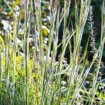 Schizachyrium scoparium 'Ha Ha Tonka' ®