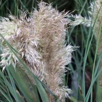 Cortaderia selloana 'Tiny Pampa' ®