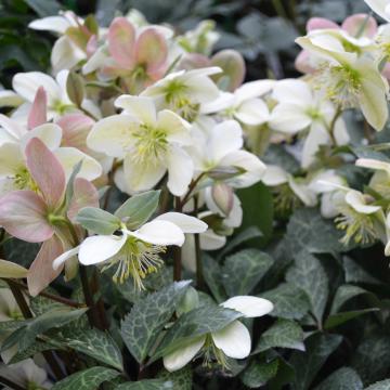 Helleborus 'Magic Leaves' ®